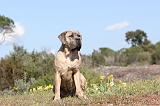 CANE CORSO 343